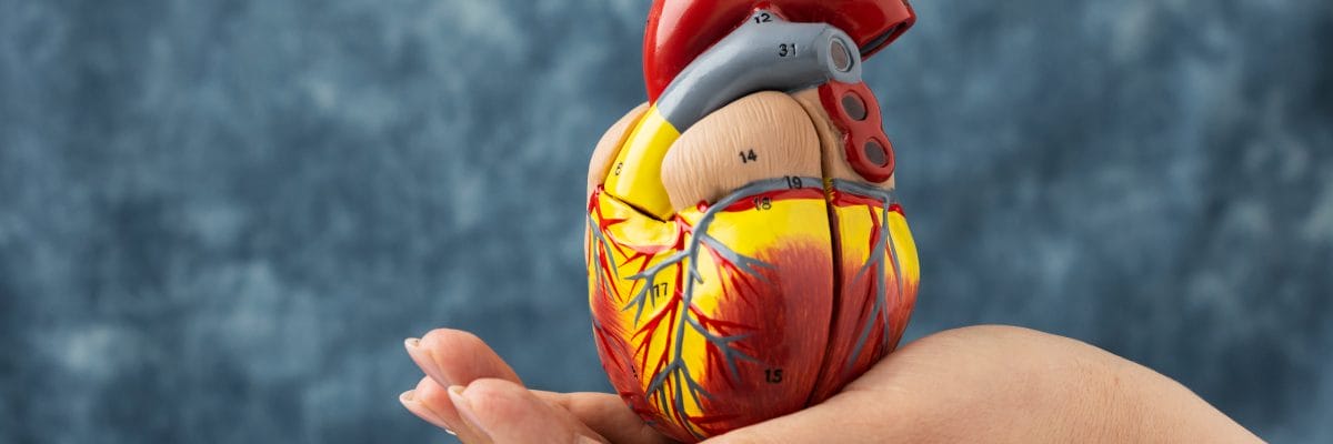 A cardio healthcare professional holding an anatomical heart model illustrates the common interventional cardiology procedures.